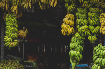 Lambunao, Iloilo Highlights Banana Industry Through “Banana O’clock” Event